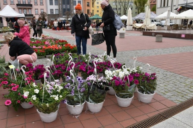 Majówka pod znakiem targów ogrodniczych. Zapraszamy na bytowski rynek. Na placu Wyszyńskiego będzie można kupić kwiaty, nasiona oraz drzewka owocowe.