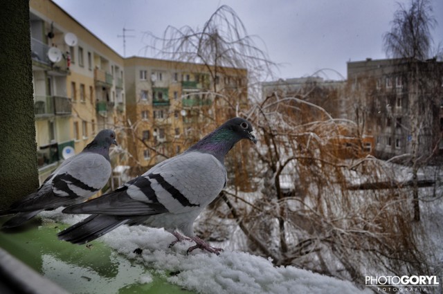Zima na zdjęciach Macieja Goryla