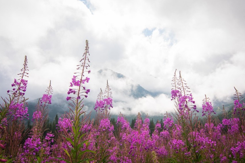 Tatry. Na Hali Gąsienicowej widać już zbliżającą się jesień. Zobaczcie jak piękna jest już teraz 