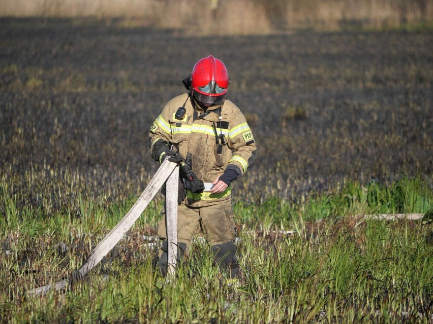 Pożar łąk w Skokach! Z ogniem walczyło kilkanaście zastępów straży pożarnej. Co było przyczyną pożaru?