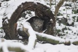 Irbis po raz pierwszy na wybiegu opolskiego zoo