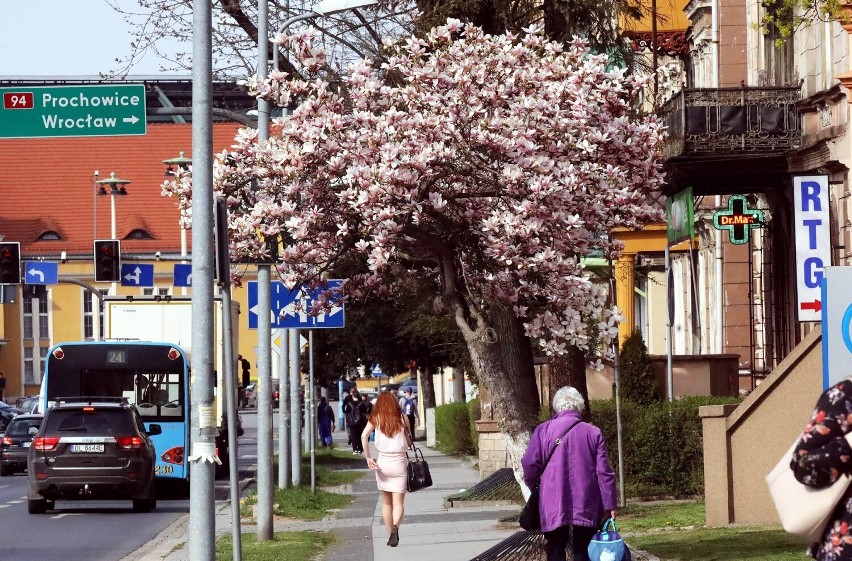 Kwitną magnolie w Legnicy. Największe rosną na skwerze Orląt Lwowskich