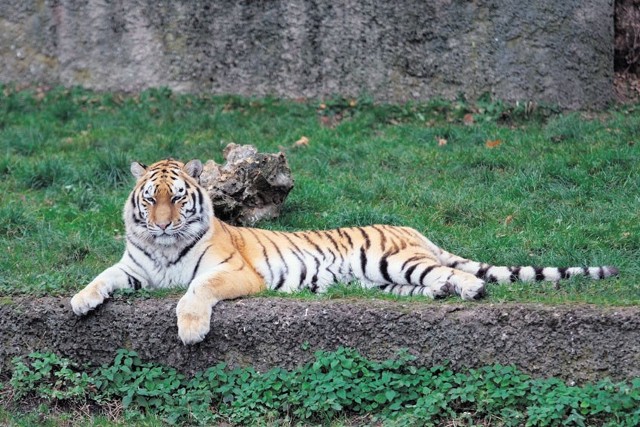 Tygrys syberyjski nic nie robi sobie z jesiennych chłodów i wyleguje się na trawie.