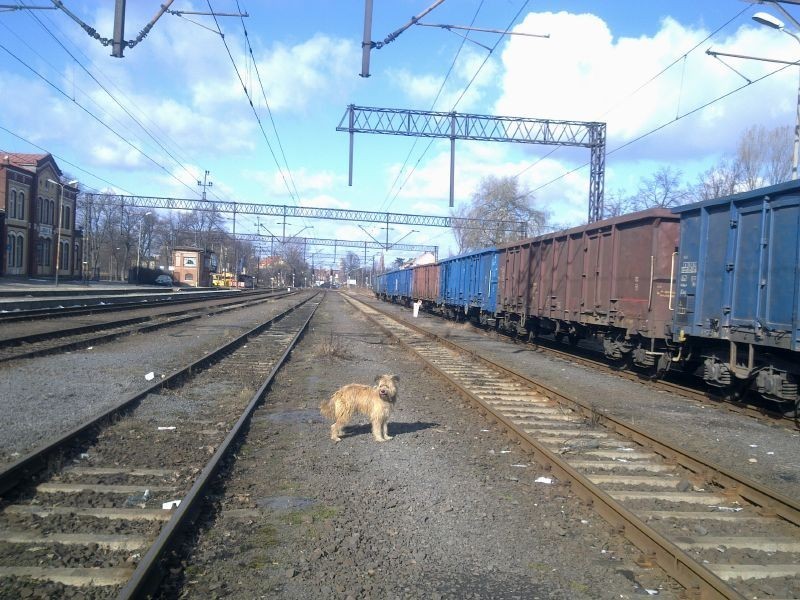 Uratowali psa przed straszną śmiercią