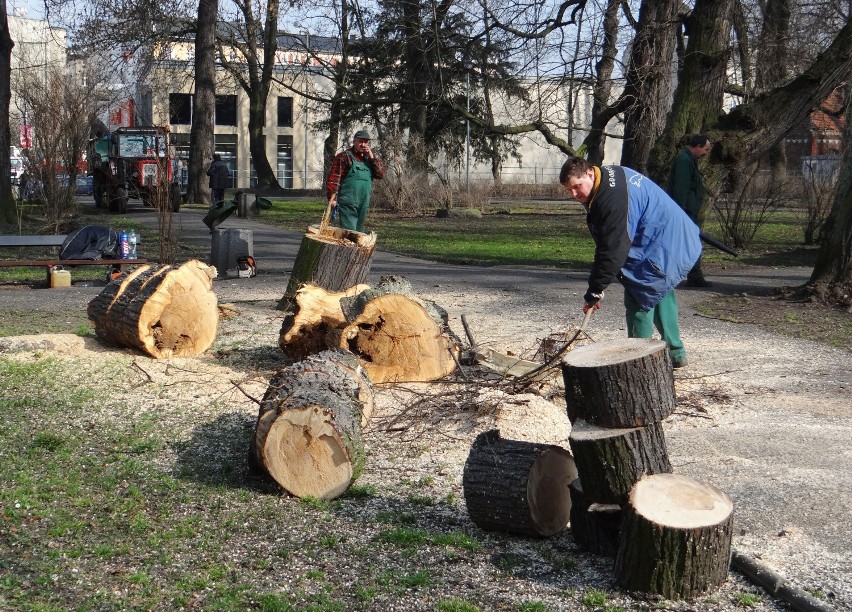 Park Roth w Raciborzu. Wycinają drzewa. Dlaczego?