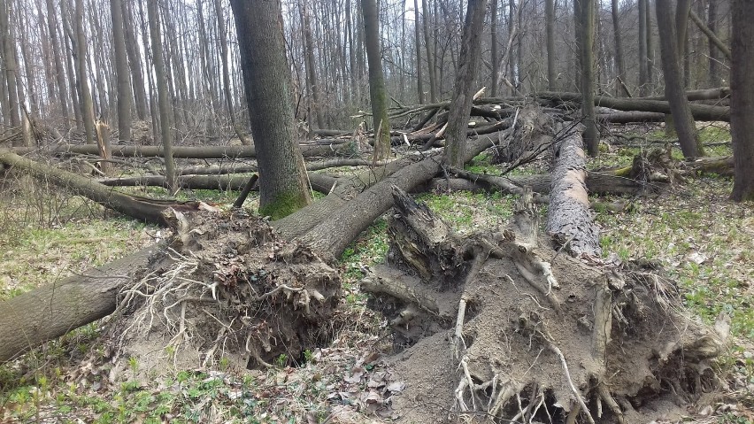 Rezerwat leśny "Przeciszów" pełen jest połamanych drzew i...