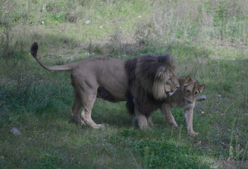 Prezentacja gdańskich lwiątek w oliwskim zoo