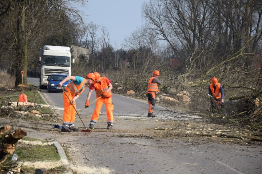 Żuławy. Stróza Mikoszewo - wycinka drzew