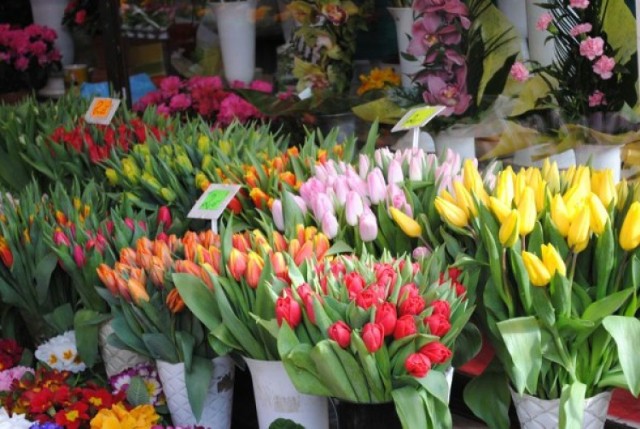 tulipany, kwiaty