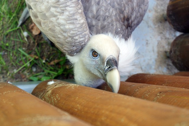 17 lipca o godz. 12 w łódzkim ZOO otwarto wolierę dla sępów.