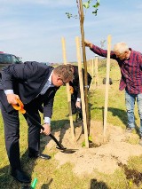 Prezydent Sapiński sadził lipy przy Inwestorskiej. Drzewa kosztowały ponad 40 tys. zł