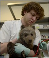 Zoo Poznań: Mała niedźwiedzica uratowana w Bieszczadach przyjedzie do Poznania! [ZDJĘCIA]
