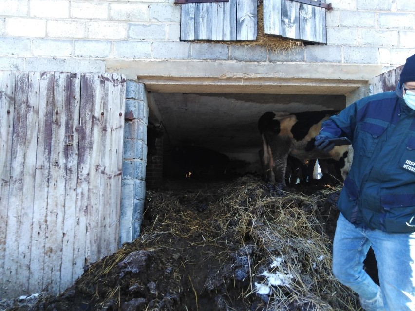 Gmina Żytno: Krowy trzymane w bardzo złych warunkach
