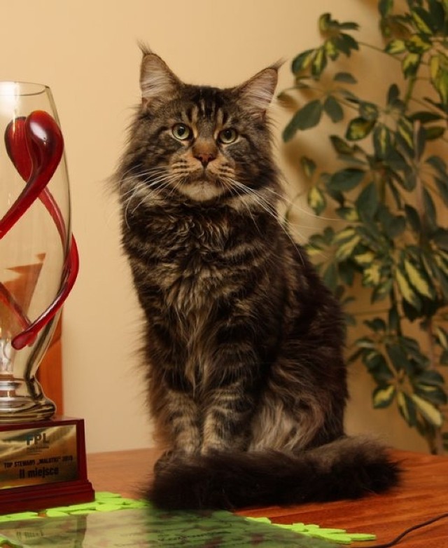 3. miejsce - Nero
15 983 głosów



Utytułowany czarny klasycznie pręgowany kocur rasy maine coon (Supreme Champion,  Distinguished Variety Merit), gwiazda wystaw i pokazów, ojciec licznego potomstwa i prawdziwy koci celebryta. Nero ma miłośników nie tylko w Poznaniu (gdzie można go zobaczyć m.in. podczas wystaw kotów rasowych w Palmiarni) ale także w całej Europie.

Do swoich Właścicieli trafił z czeskiej hodowli. Państwo Kozłowscy od razu zakochali się w jego wyrazie pyszczka i osobowości.
-&nbsp;Potrafił zaprzyjaźnić się z innymi naszymi kotami i kotkami, dla których zawsze jest "kocim dżentelmenem" - mówi Honorata Kozłowska. - To kochany przymilas - dodaje.

Nero w plebiscycie Poznański SuperKot 2014 zajął trzecie miejsce. - W głosowaniu pomogli nasi znajomi oraz znajomi-kociarze. Cieszymy się, że wygrały "koty fundacyjne", ale emocje towarzyszyły nam do końca - opowiada Właścicielka dumnego kocura.

Więcej informacji na temat Poznańskiego SuperKota Nero znajdziecie na stronie hodowli kotythomasa.pl.



Zajrzyj na KOCIE STRONY na poznan.naszemiasto.pl 