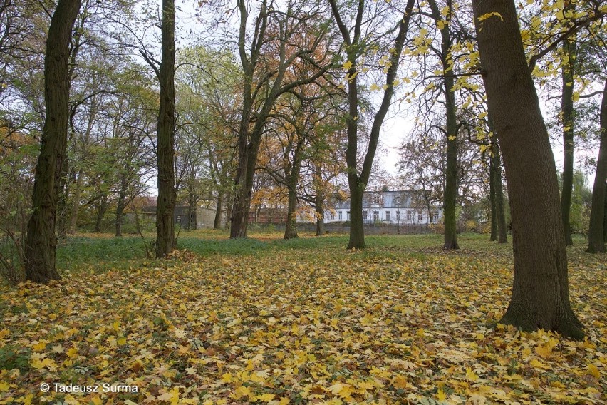 W obiektywie Tadeusza Surmy. Jesiennie w parku w Kluczewie i w jego okolicy