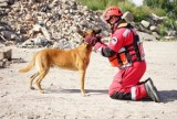 Łączy ich pasja - ratownictwo z udziałem psów. SAR Academy Bydgoszcz zaprasza na szkolenia