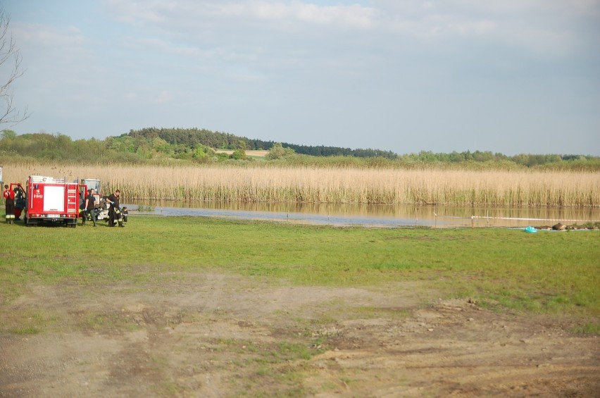 10 padniętych dzików wyłowiono z rzeki Obry w Zbąszyniu