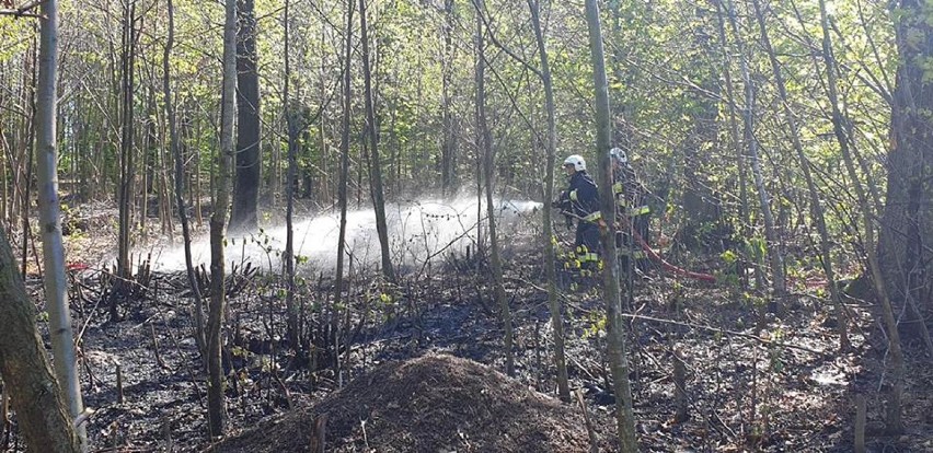 W lesie susza, strażacy coraz częściej wyjeżdżają do pożarów [ZDJĘCIA]