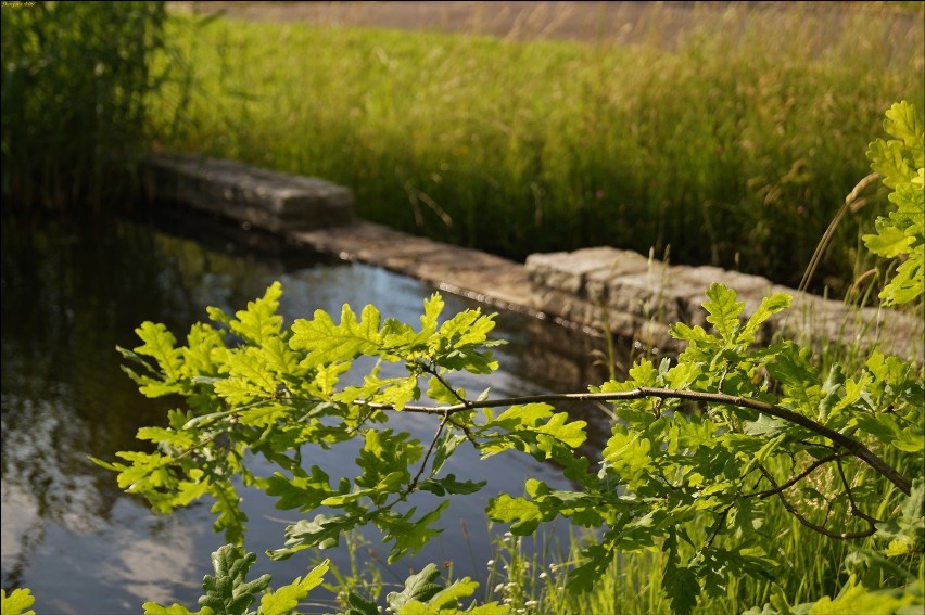 Pierwszy dzień lata w Łodzi. Ogród botaniczny na zdjęciach