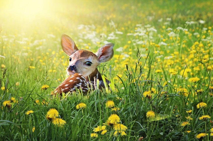 Syndrom Bambi, w przeciwieństwie do wcześniej opisywanych...