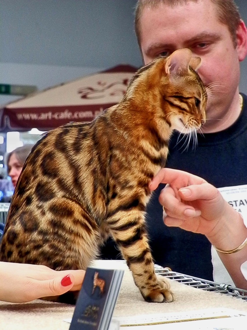 Międzynarodowa Wystawa Kotów Rasowych 2012 w Szczecinie