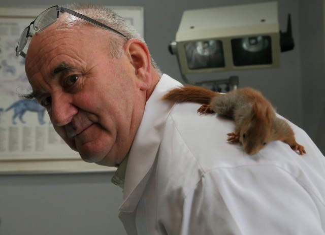 Dwie małe wiewiórki znalazły schronienie w lecznicy dla zwierząt w Piotrkowie