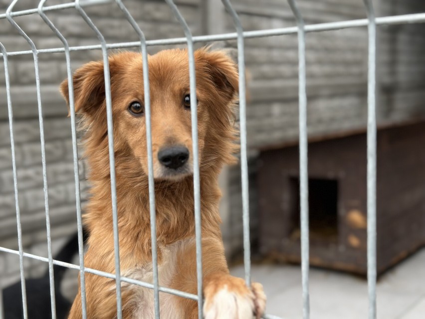 Schronisko dla zwierząt w Bełchatowie wstrzymuje adopcje...