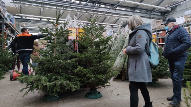 Żywe choinki i ozdoby świąteczne w marketach budowlanych w Piotrkowie