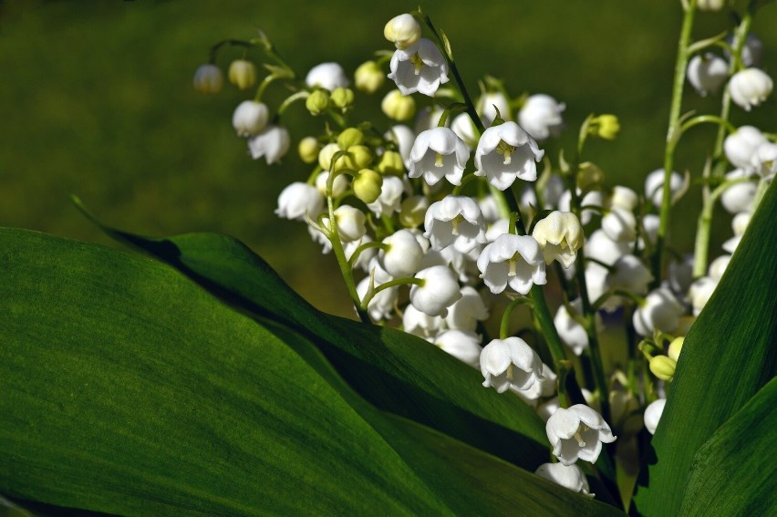Polecamy białe kwiaty do ogrodu, które są łatwe w uprawie....