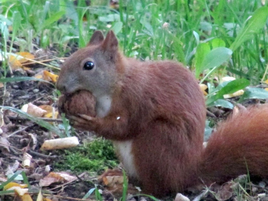 Ruda wiewiórka w Parku Dzieci Wrzesińskich.