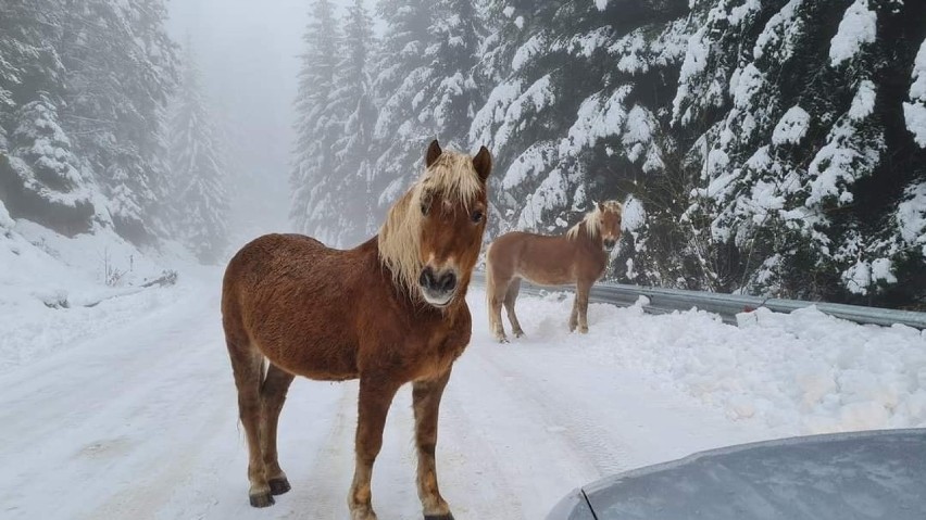 Zimy w Bułgarii są krótkie, ale intensywne. Dzikie konie to...
