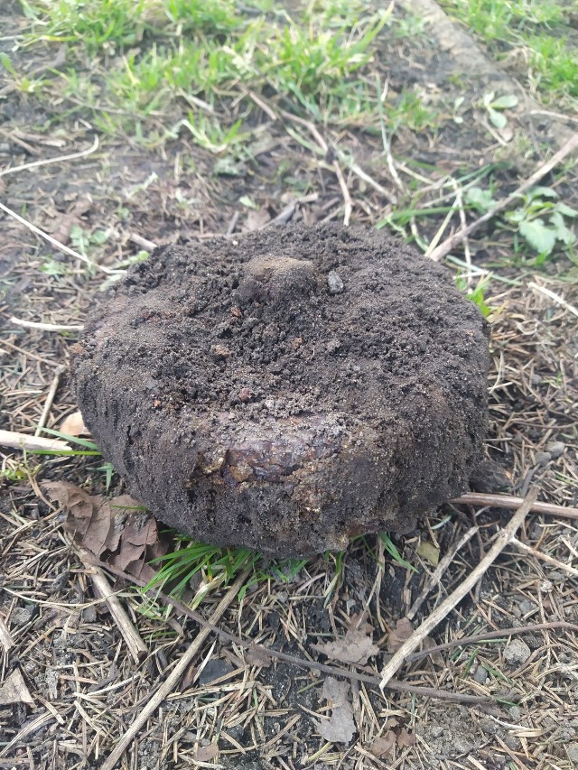 Mina przeciwpiechotna znaleziona w ogródku, na terenie posesji w Strzelnie.