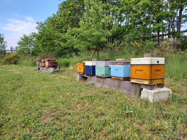 Gorzowska elektrociepłownia pomaga pszczołom.