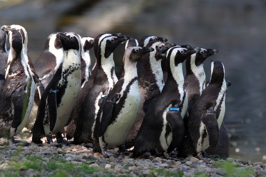 Pingwin z łódzkiego zoo ma imię. Sprawdź, jak nazwali go łodzianie