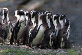 Pingwin z łódzkiego zoo ma imię. Sprawdź, jak nazwali go łodzianie