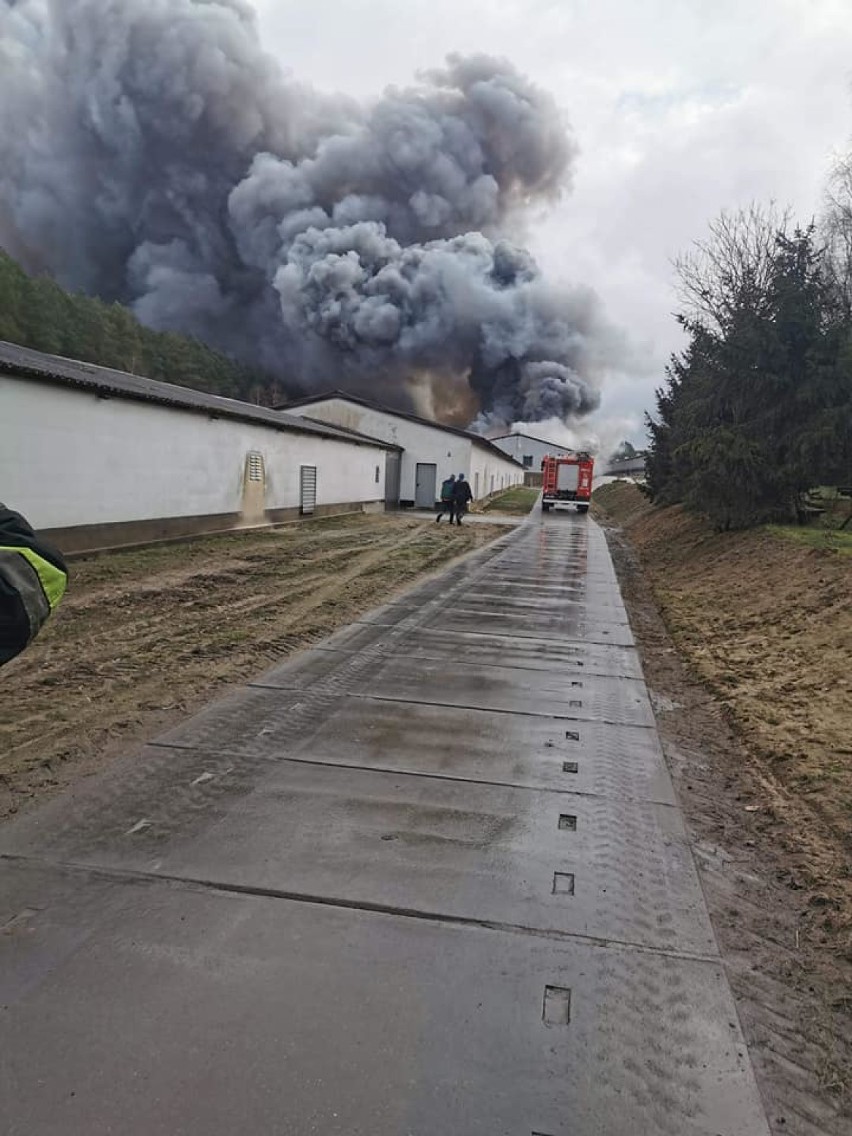 Pożar kurnika w Darnowie w gminie Kępice. Akcja strażaków jeszcze trwa (zdjęcia, wideo)