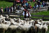 Redyk w Korbielowie 2018. Mieszanie owiec i wiele innych niezapomnianych atrakcji [ZDJĘCIA]