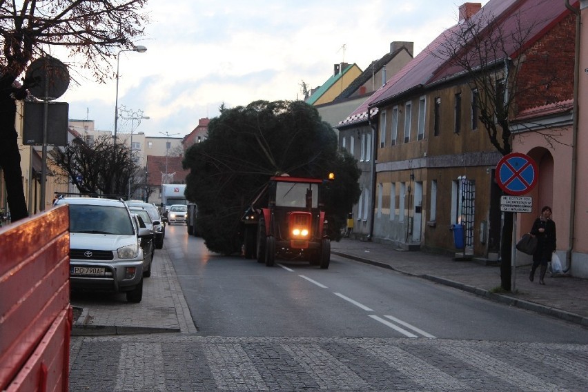 Wolsztyn. Choinka stanęła na Rynku [ZDJĘCIA]