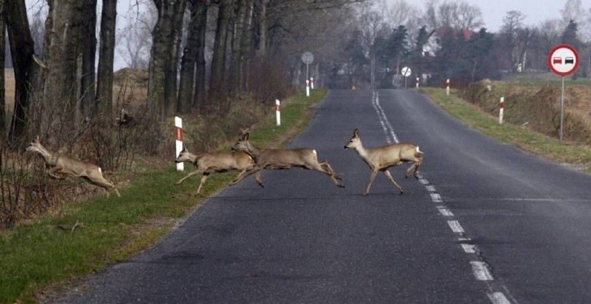 Trzy kolizje ze zwierzętami w powiecie lublinieckim. Policja...