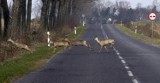 Trzy kolizje ze zwierzętami w powiecie lublinieckim. Policja apeluje o rozwagę na drogach