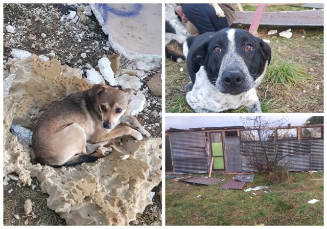Interwencja TOZ w Starym Sączu Psy były przetrzymywane w skandalicznych warunkach
