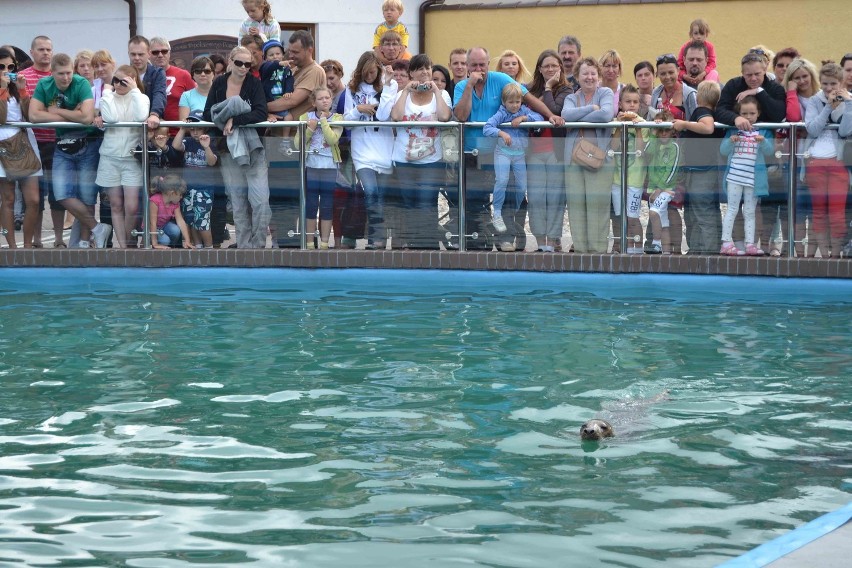 Kotiki południowoamerykańskie przyjechały do Sea Parku w Sarbsku