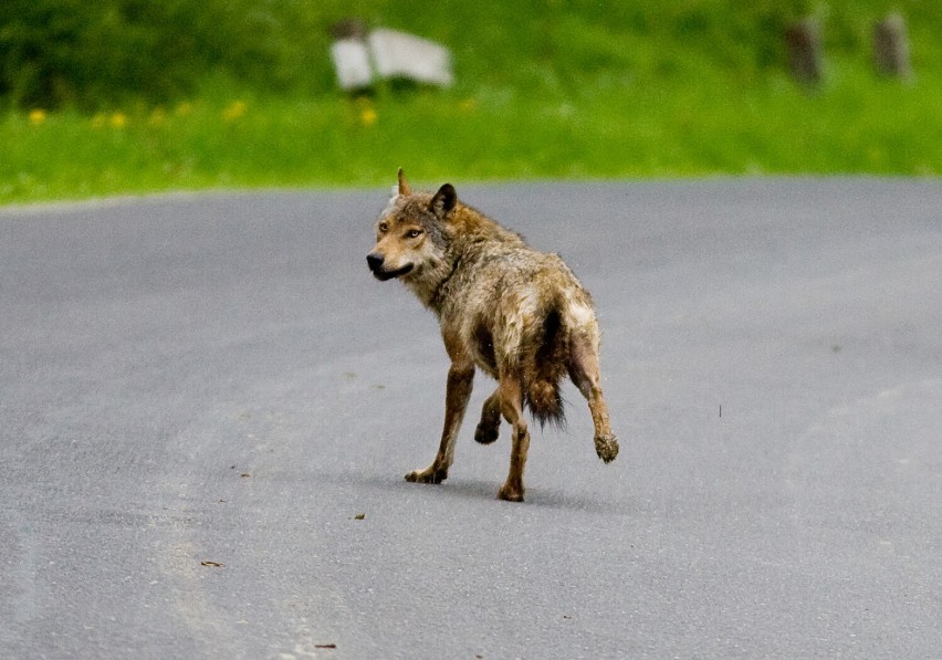 Organizacje ekologiczne chcą stwierdzenia nieważności decyzji zezwalającej na odstrzał wilków.