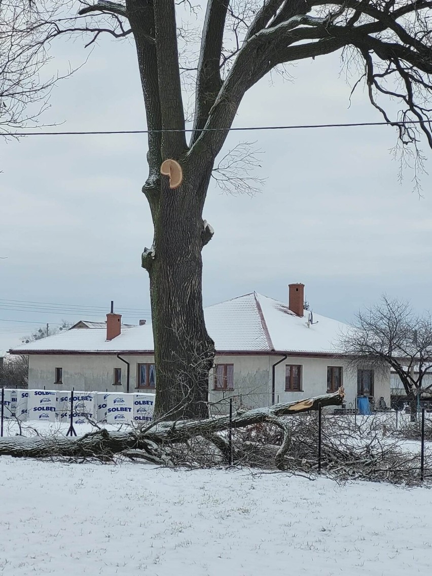 Właściciele działki, na której rośnie pomnik przyrody...