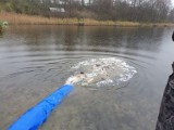 Dwa jeziora w gminie Rogoźno zostały zarybione