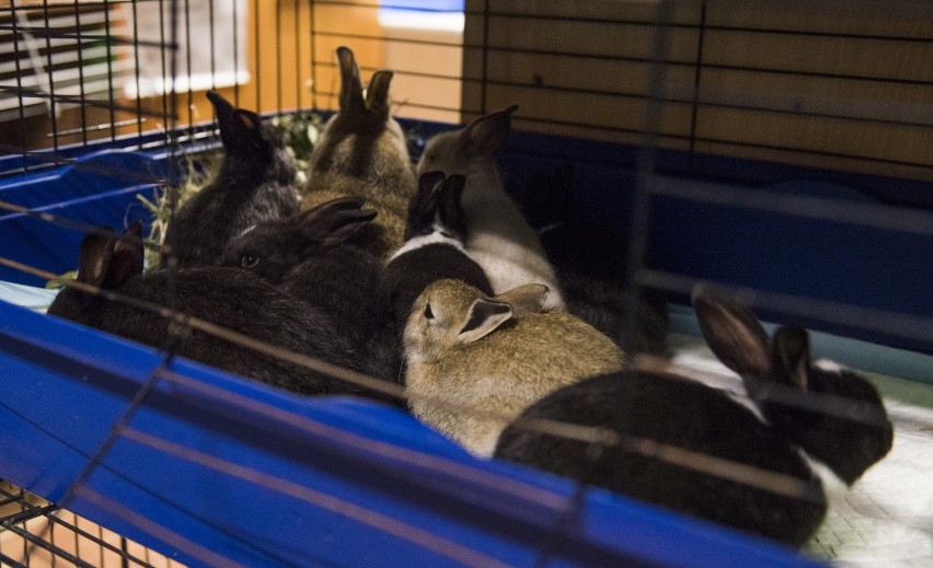 Obrońcy zwierząt odebrali 123 króliki z gospodarstwa „Brzoza” pod Toruniem [zdjęcia]