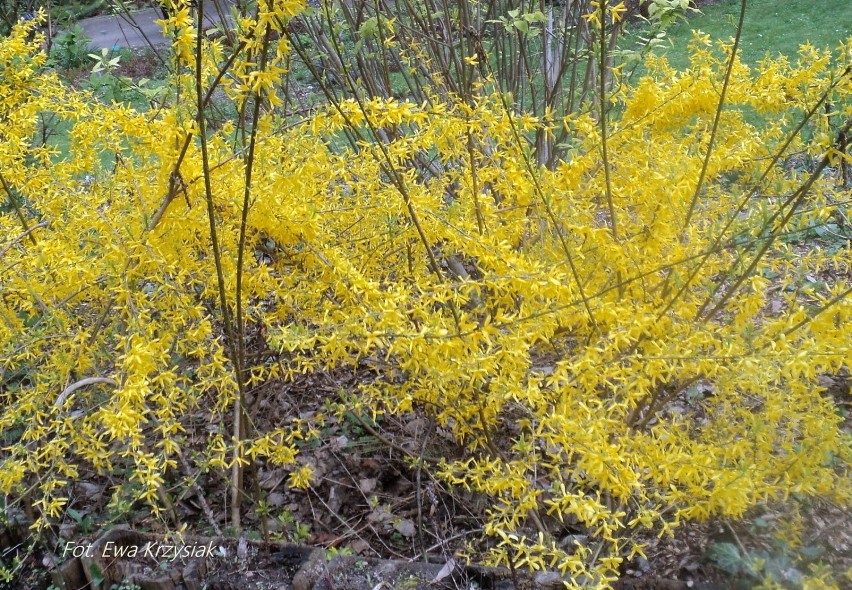 Wiosna w Ogrodzie Botanicznym UW (zdjęcia)