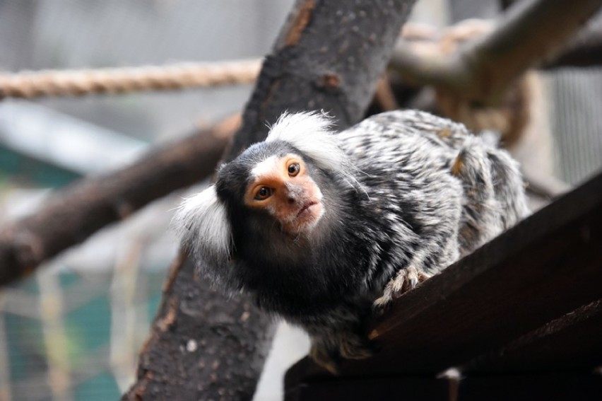 Egzotyczne małpki zamieszkały w legnickiej palmiarni.