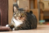 Toruń. Fundacja KOT ratuje koty po wypadkach i bezdomniaki już prawie 20 lat! Szuka wolonatariuszy, domów adopcyjnych i prosi o wsparcie