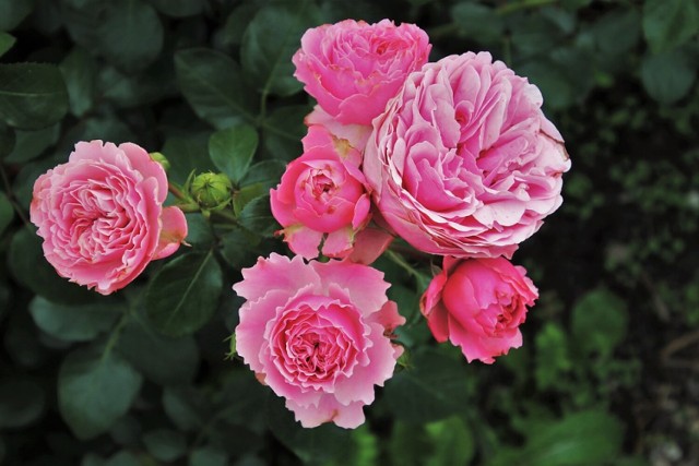 Zaplanowano m.in. plenerowe targi różane oraz kiermasz różanych różności